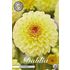 Dahlia, Isa Favourite
