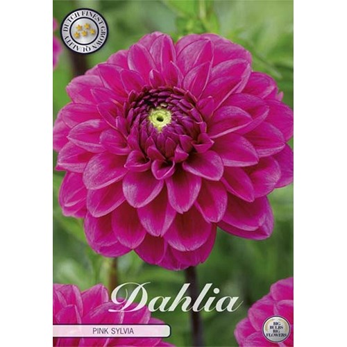 Dahlia, Pink Sylvia