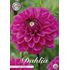 Dahlia, Pink Sylvia