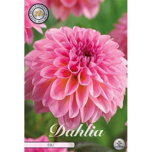 Dahlia, Esli