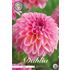 Dahlia, Esli