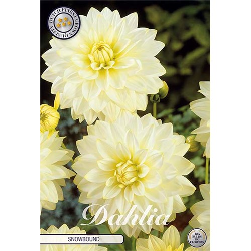 Dahlia, Snowbound