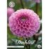 Dahlia, Veerle