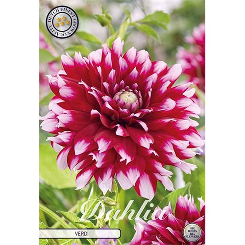 Dahlia, Verdi