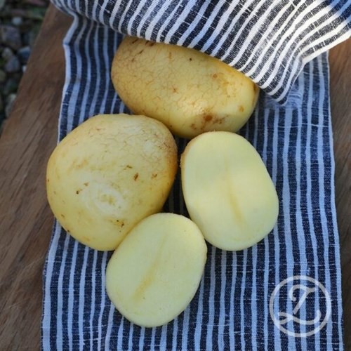 Sättpotatis, Columba, 1 kg
