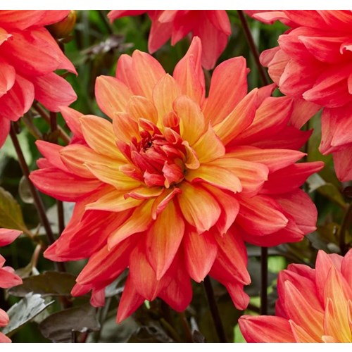 Dahlia, Camelot
