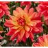 Dahlia, Camelot