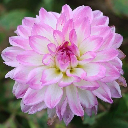 Dahlia, Kordessa