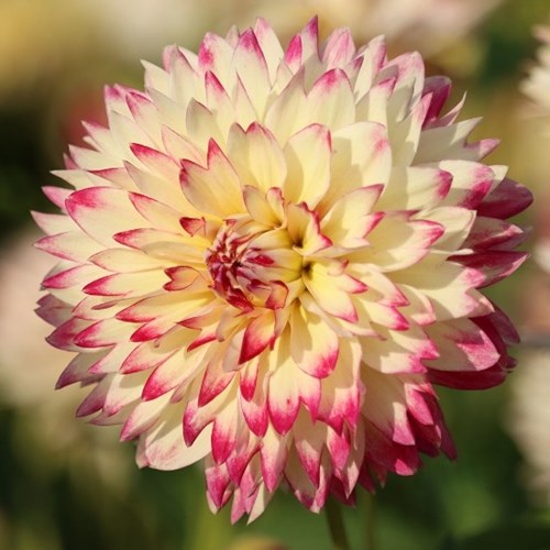 Dahlia, Ariko Aphrodite