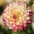Dahlia, Ariko Aphrodite