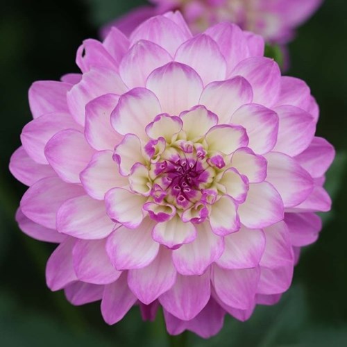 Dahlia, Blue Wish