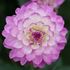 Dahlia, Blue Wish