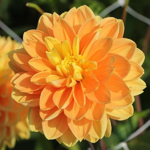 Dahlia, Aladdins lamp