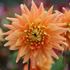 Dahlia, Motto