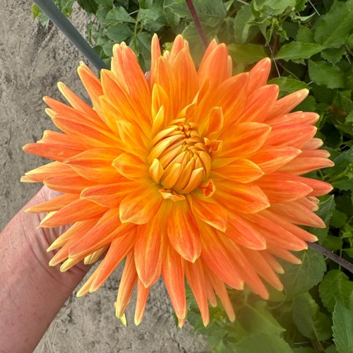 Dahlia, Motto