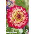 Dahlia, Ariko Aphrodite
