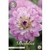 Dahlia, Blue Wish