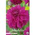 Dahlia, Cartouche