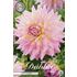 Dahlia, Kidds Climax