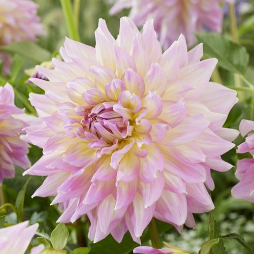 Dahlia, Kidds Climax
