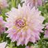 Dahlia, Kidds Climax