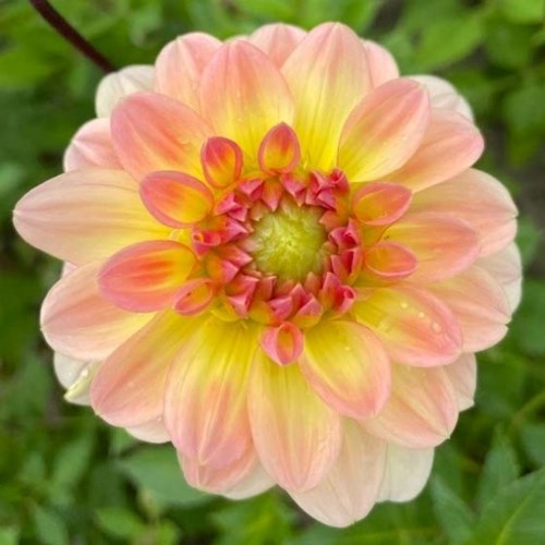 Dahlia, Morning Glory