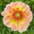 Dahlia, Morning Glory