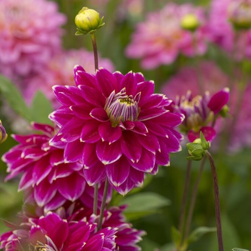 Dahlia, Maldini