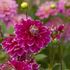 Dahlia, Maldini