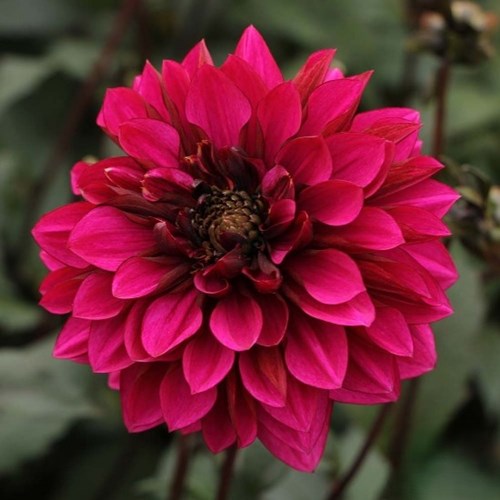 Dahlia, Purple Haze