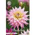 Dahlia, Romantique