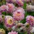Dahlia, Romantique