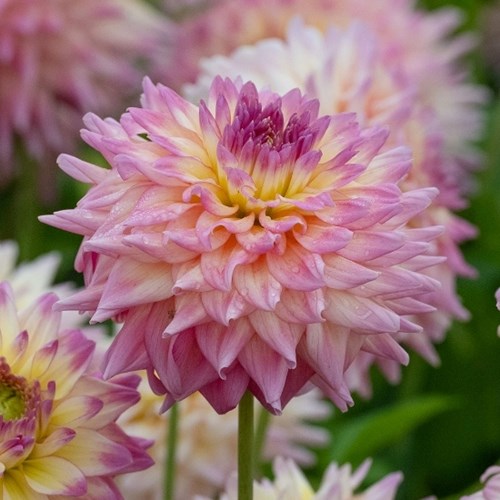 Dahlia, Romantique