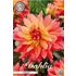 Dahlia, Camelot