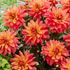 Dahlia, Camelot