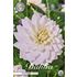 Dahlia, White Swan