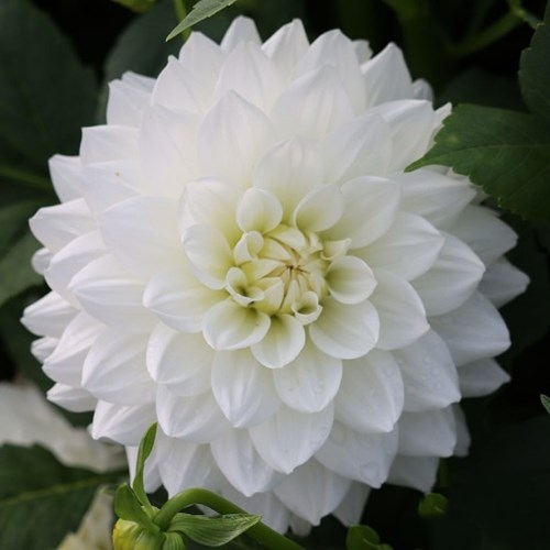 Dahlia, White Swan