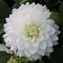 Dahlia, White Swan