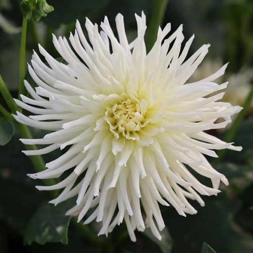 Dahlia, White Star