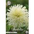 Dahlia, White Star