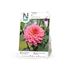 Dahlia, Salmon Runner