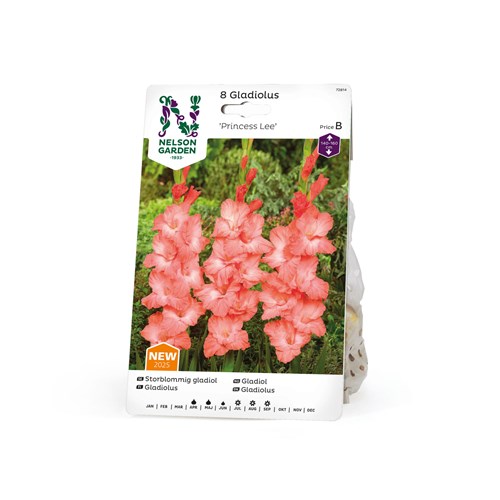 Gladiol, storblommig, Princess Lee
