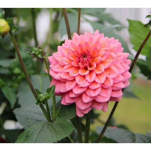 Dahlia, Salmon Runner