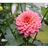 Dahlia, Salmon Runner