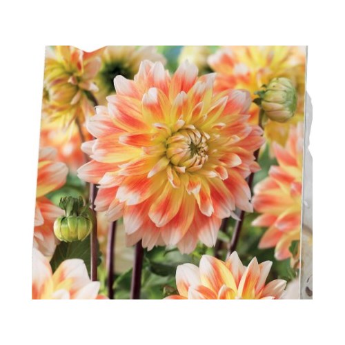 Dahlia, Peaches and Cream