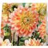 Dahlia, Peaches and Cream