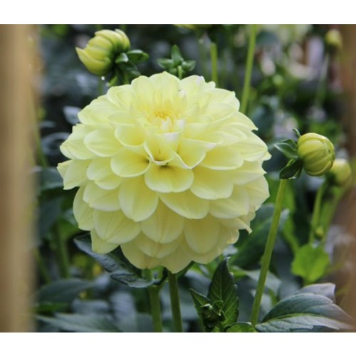 Dahlia, Caramel Antique