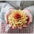 Dahlia, Cream de Cognac