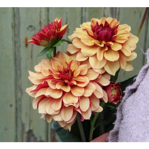 Dahlia, Cream de Cognac
