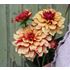 Dahlia, Cream de Cognac